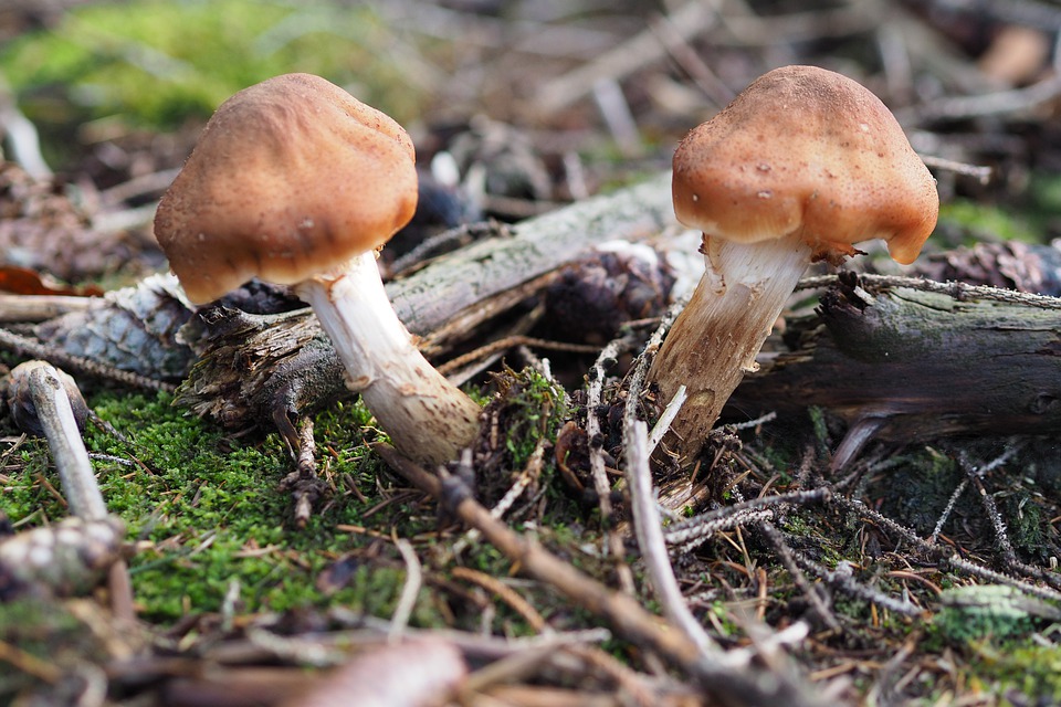 Welcome To The World Of Mushrooms: A Delicious And Healthy Food!